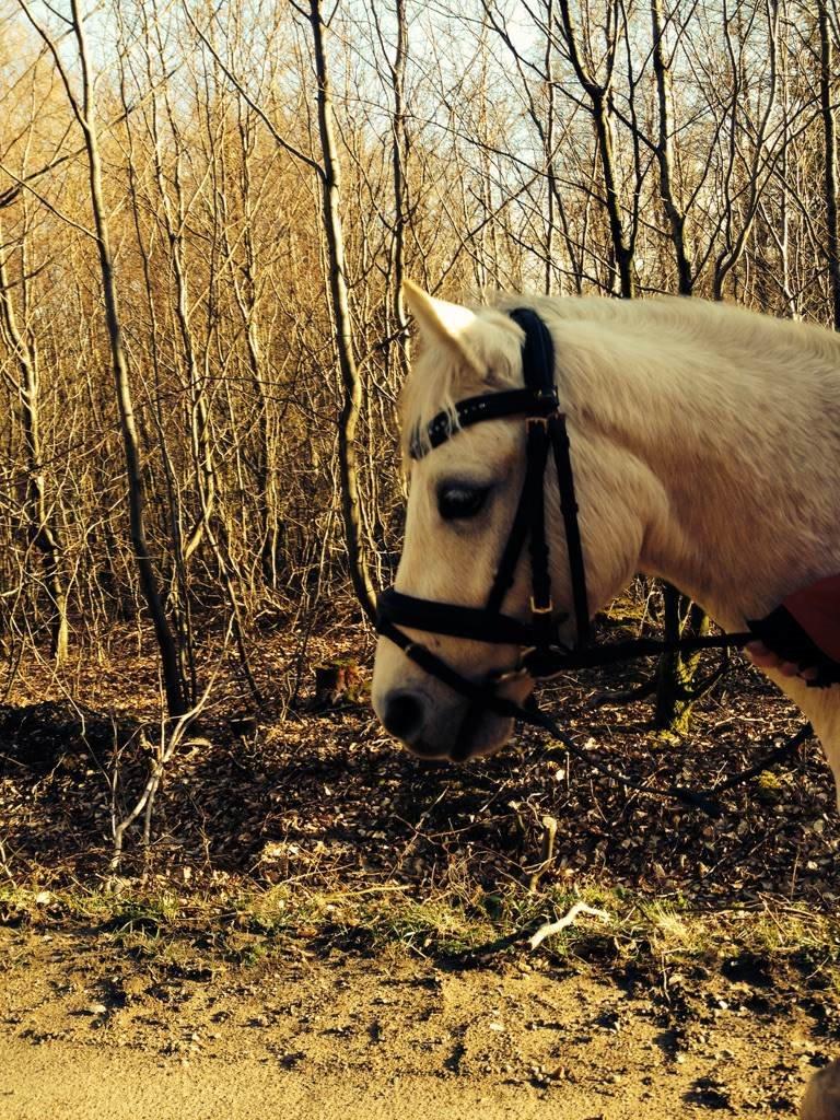 Welsh Pony (sec B) Serenity D - Smukke pony billede 3