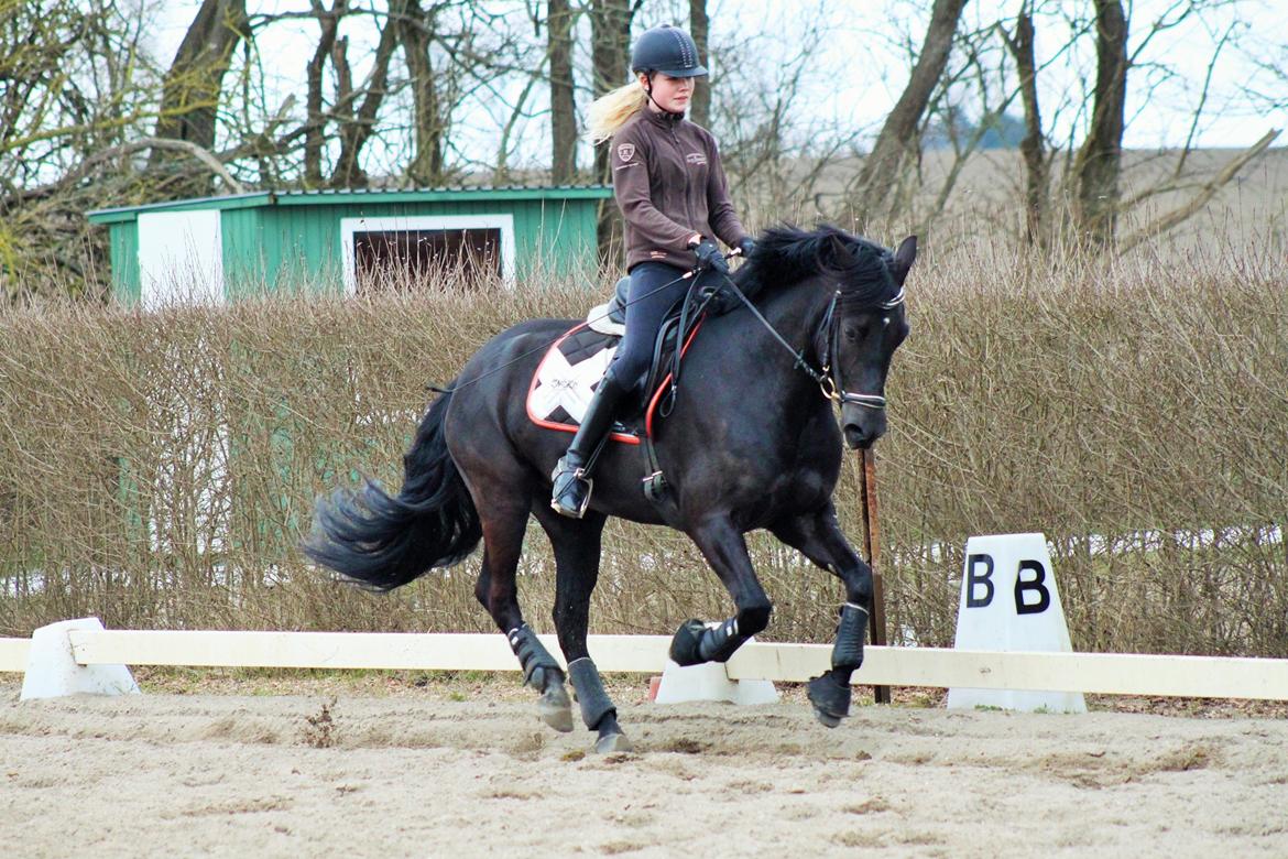 New Forest Hallinds Kaiser billede 19