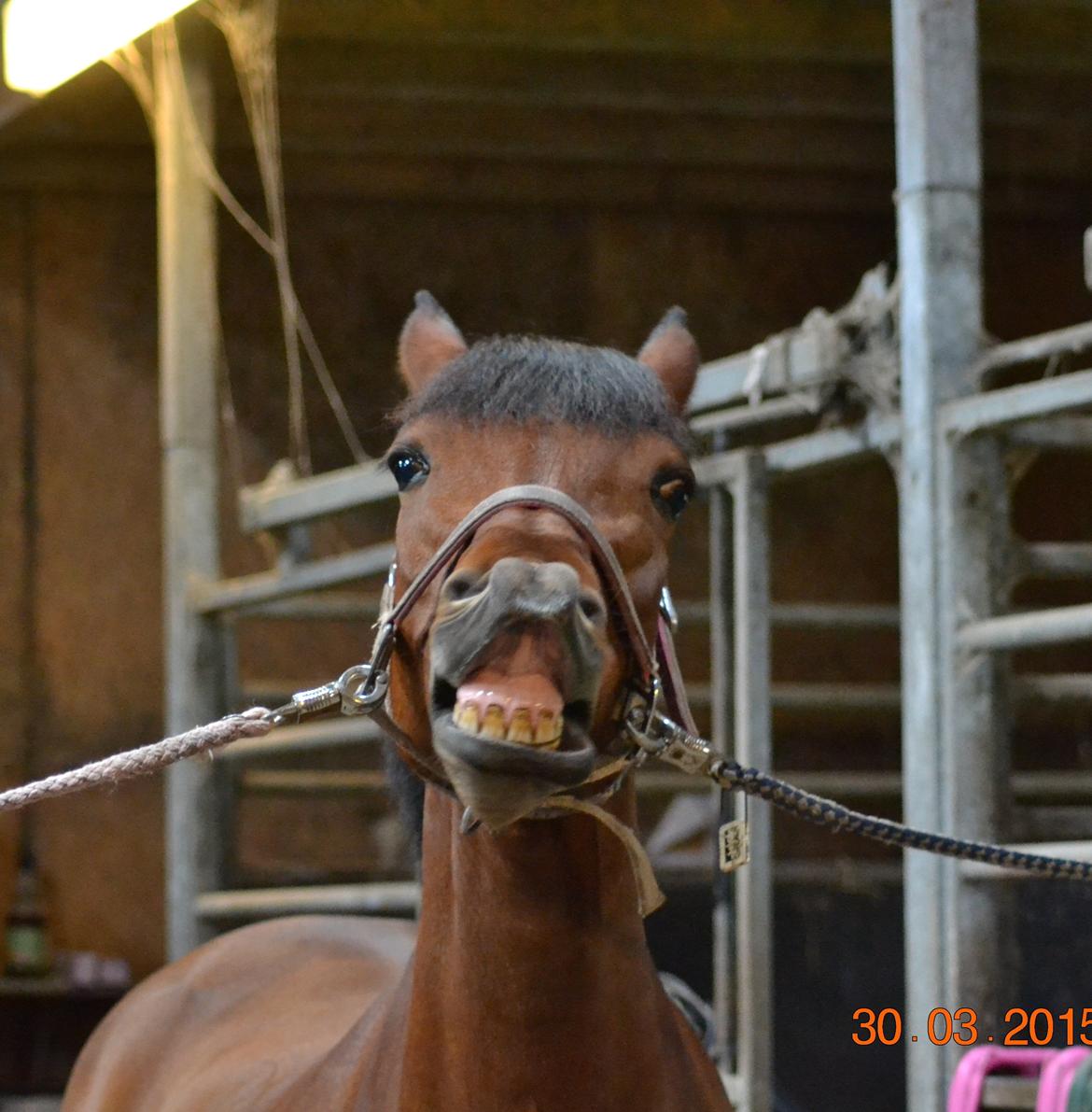 DSP Nikita billede 15