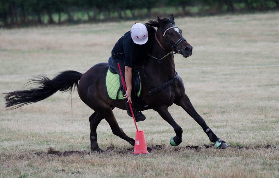 Tysk Sportspony Merlin billede 7