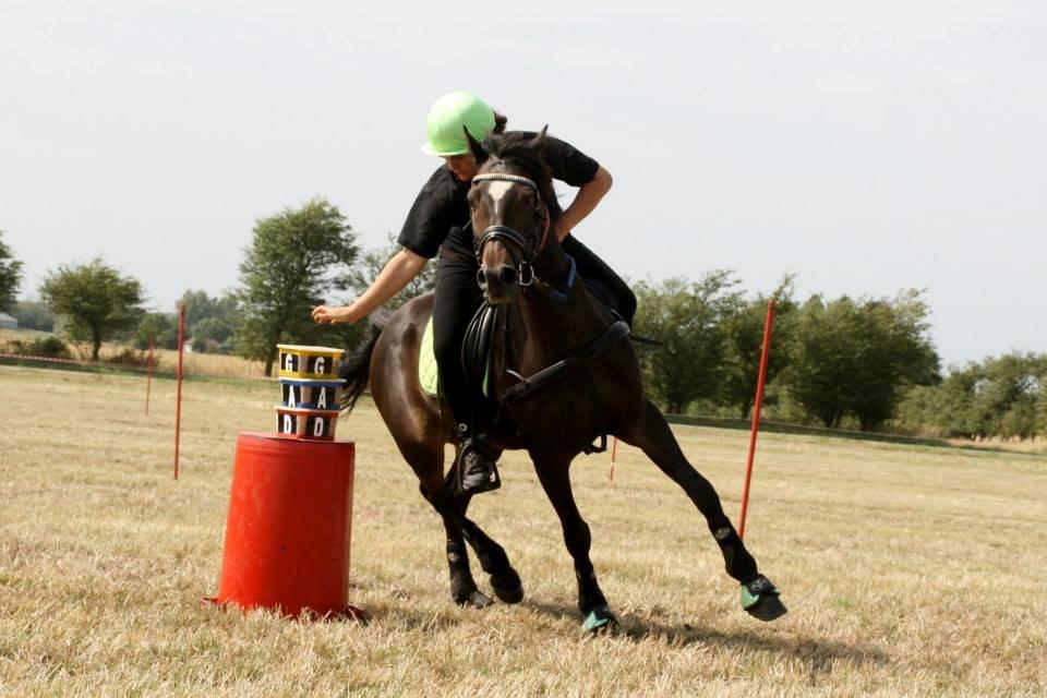 Tysk Sportspony Merlin billede 4