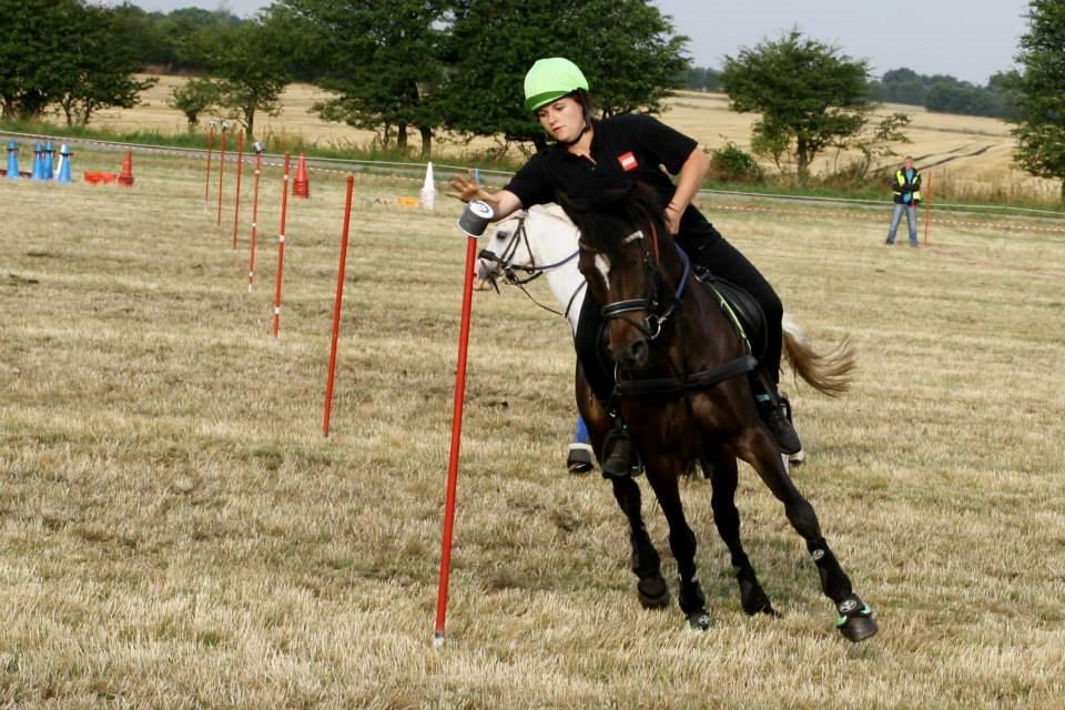 Tysk Sportspony Merlin billede 5