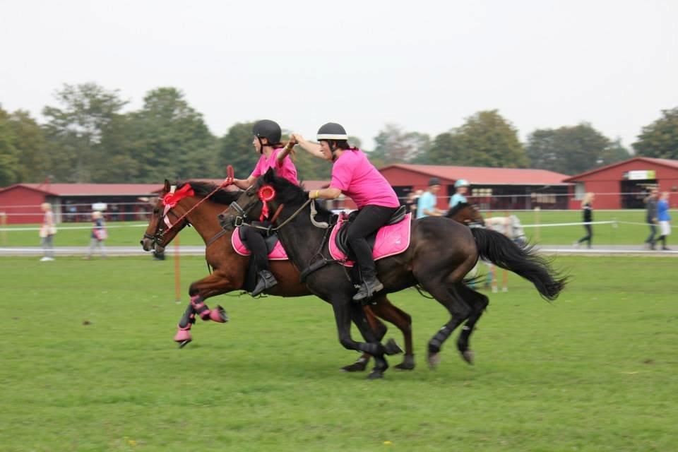 Tysk Sportspony Merlin billede 6