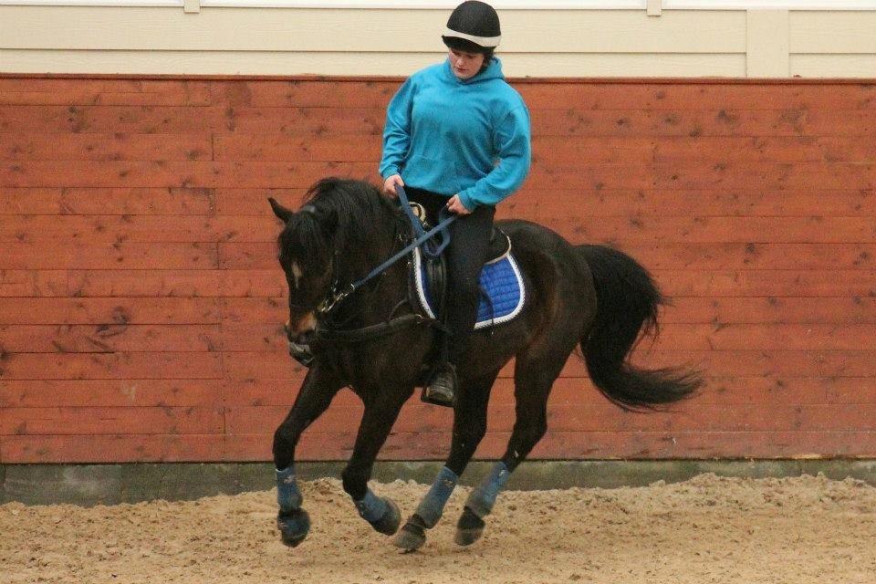 Tysk Sportspony Merlin billede 8