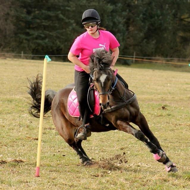 Tysk Sportspony Merlin billede 2