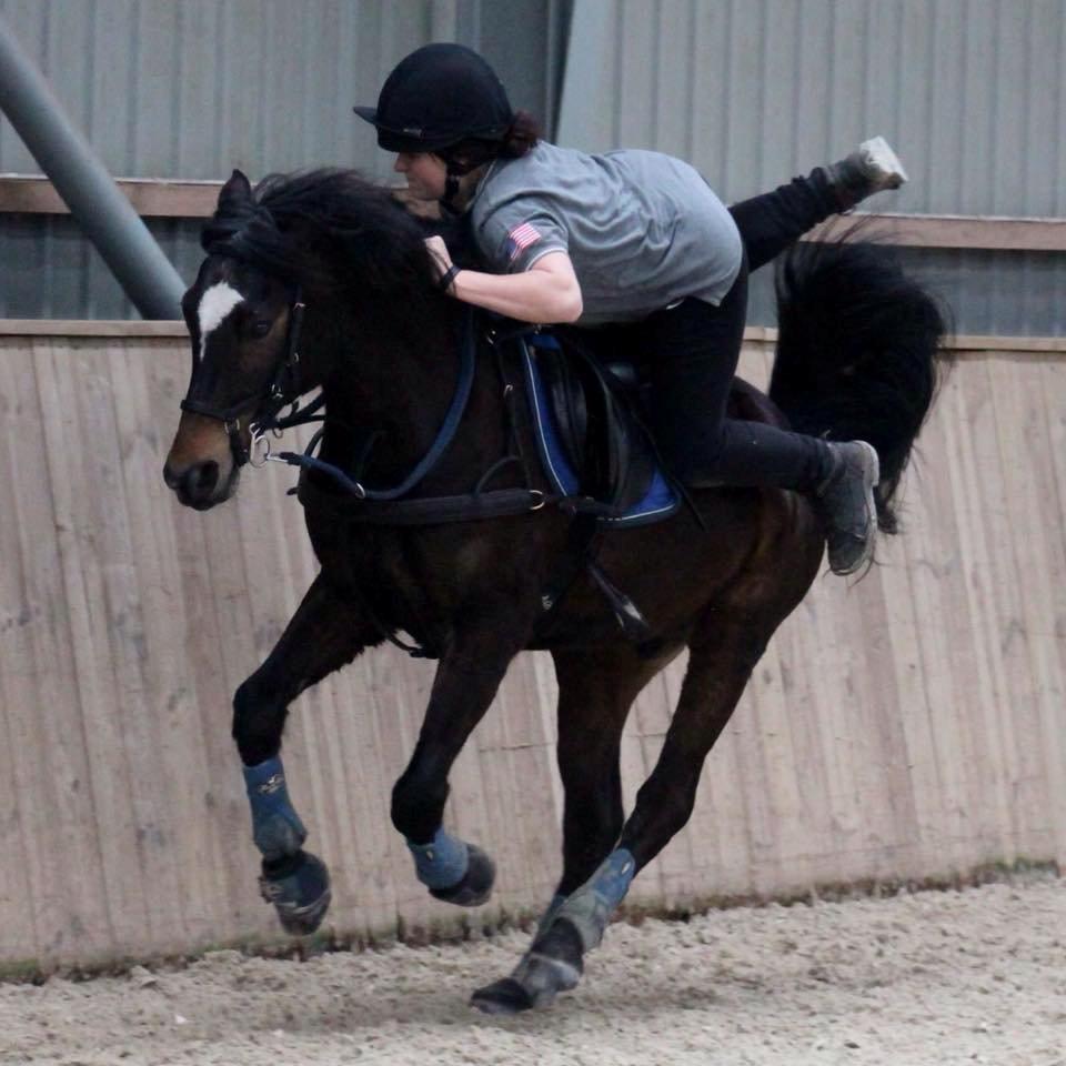 Tysk Sportspony Merlin billede 11