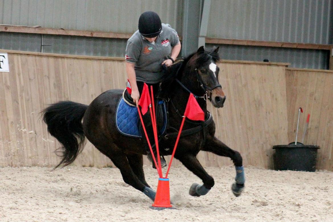 Tysk Sportspony Merlin billede 14