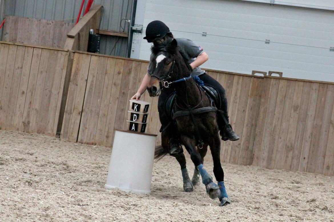 Tysk Sportspony Merlin billede 9