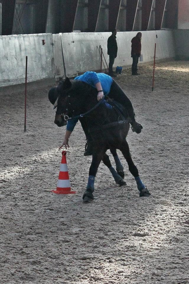 Tysk Sportspony Merlin billede 3