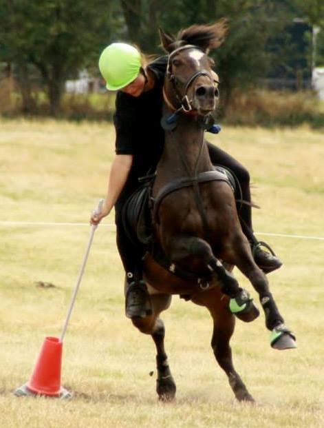 Tysk Sportspony Merlin billede 1