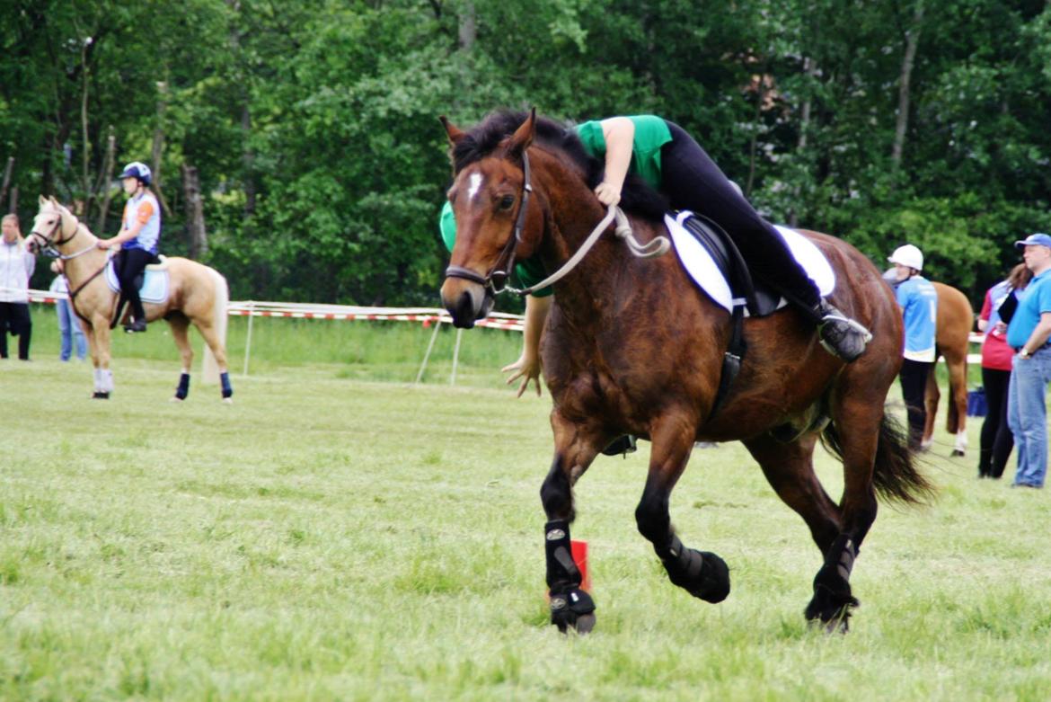 Welsh Cob (sec D) Adelheides Charming Boy billede 18