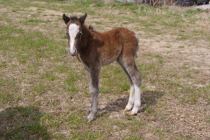 Welsh Pony (sec B) Serenity D - Sådan så han ud som følbasse :) Billedet er taget hos sælger billede 8