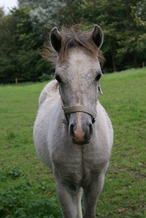 Welsh Pony (sec B) Serenity D - Lidt ældre og blevet meget mere lys. Billedet er taget hos sælger billede 7