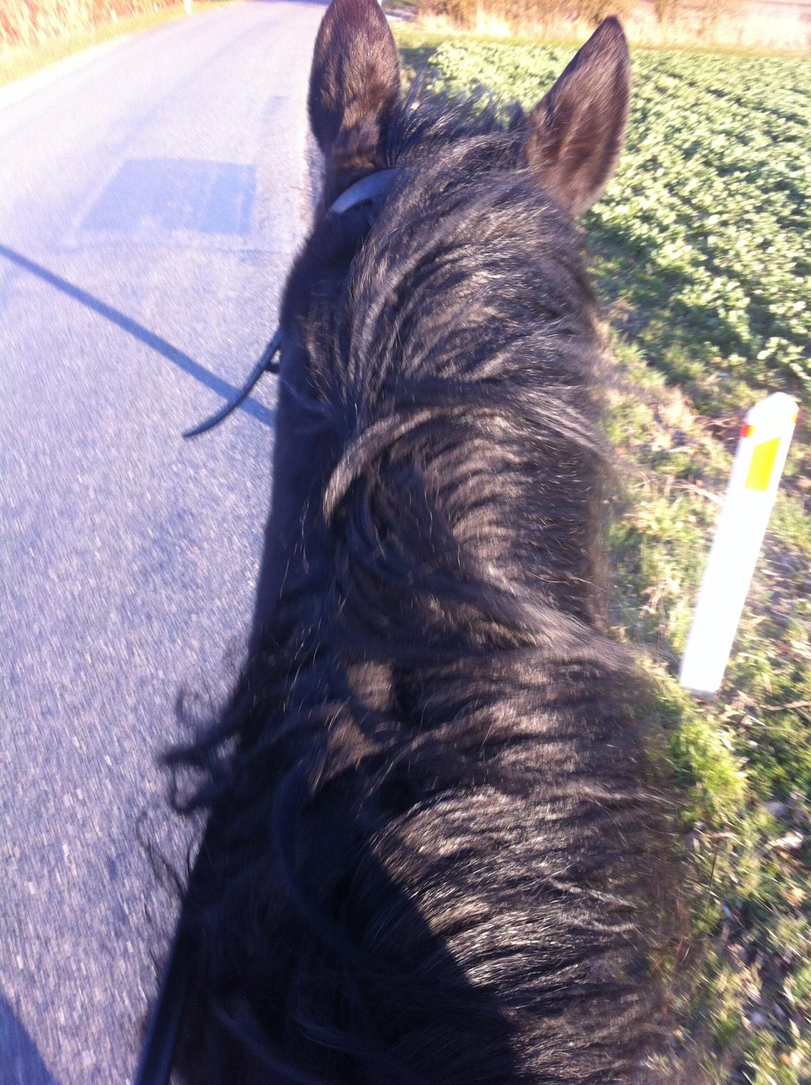 Traver Greenhill's tiger billede 22