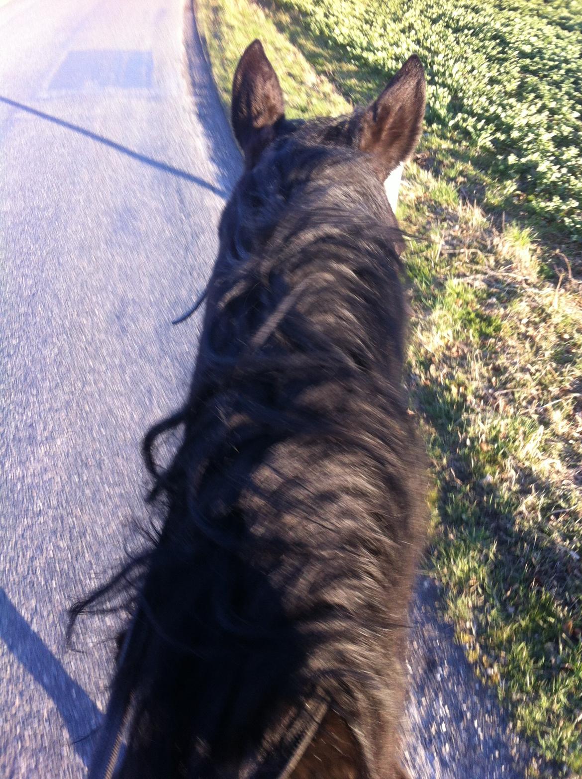 Traver Greenhill's tiger billede 21