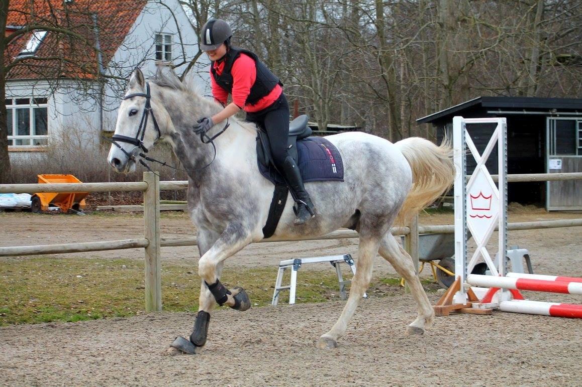 Knabstrupper Søgaardens Marlboro billede 8