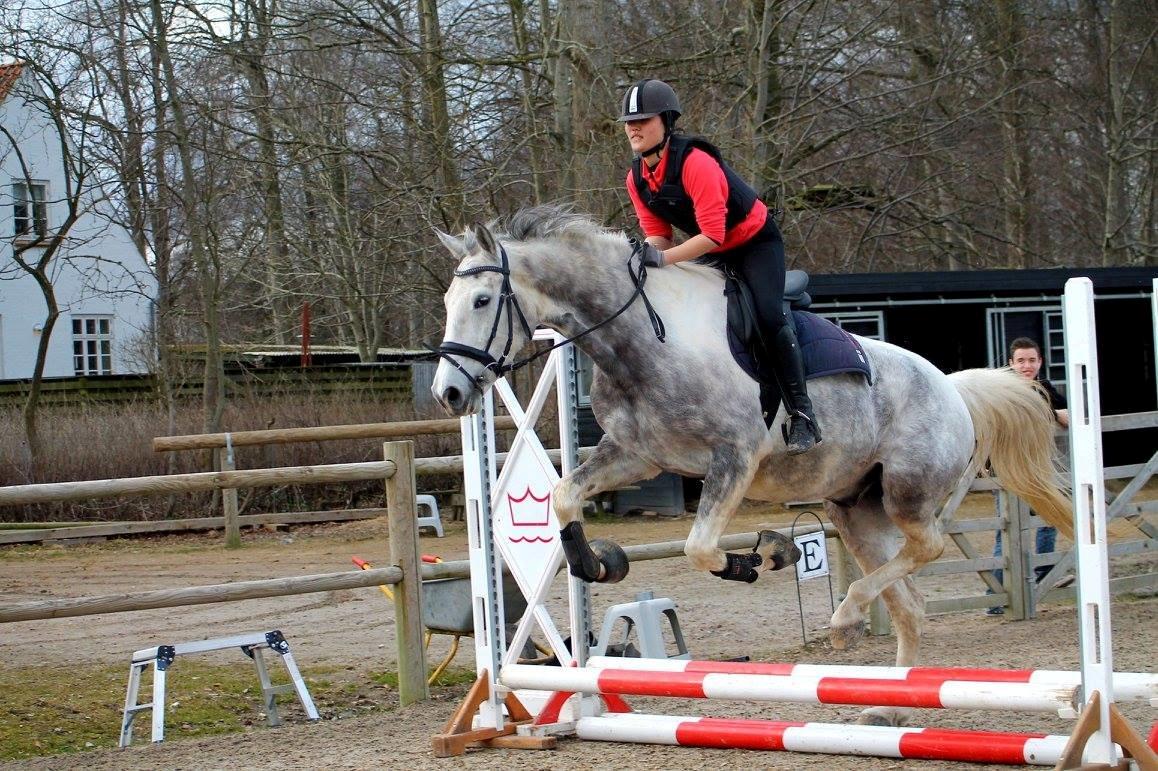 Knabstrupper Søgaardens Marlboro - Springhest bliver han nu aldrig, men har er nu meget nuttet! billede 10