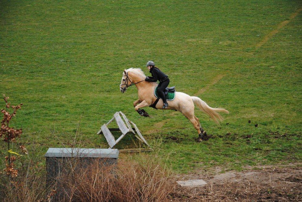 Palomino LYSGAARDS BAZAR billede 3
