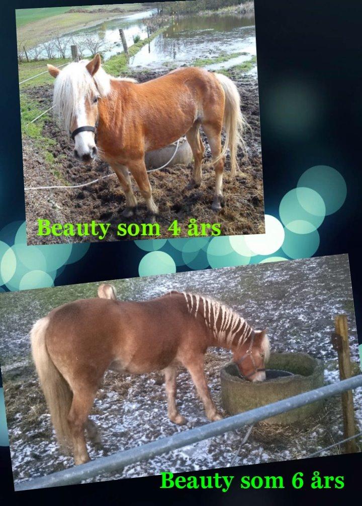 Haflinger Beauty billede 6