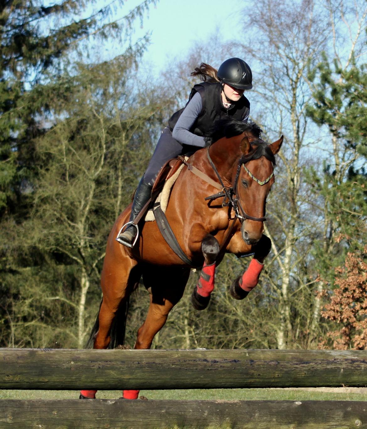 Hollandsk Varmblod Uriel G aka Rasle billede 1