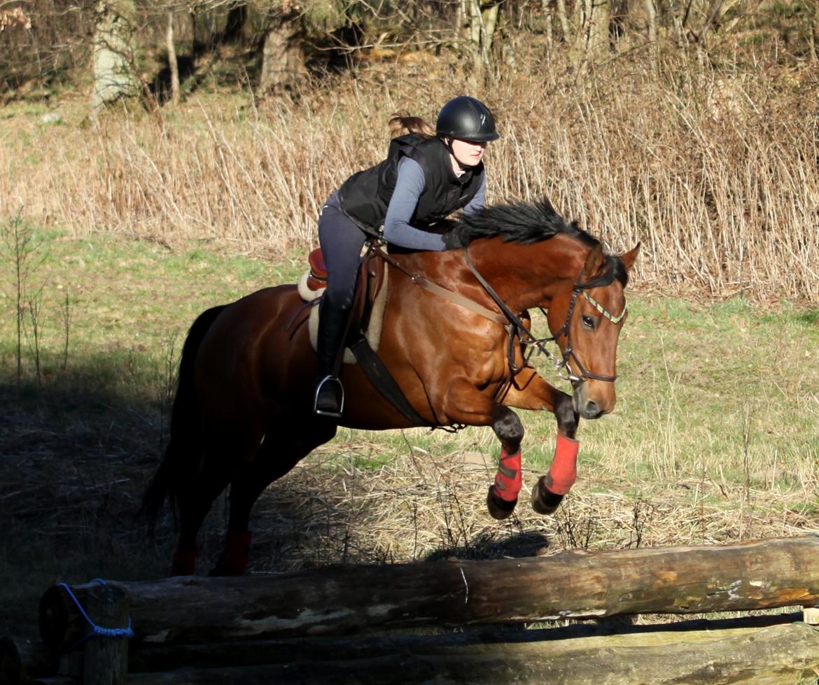 Hollandsk Varmblod Uriel G aka Rasle billede 2