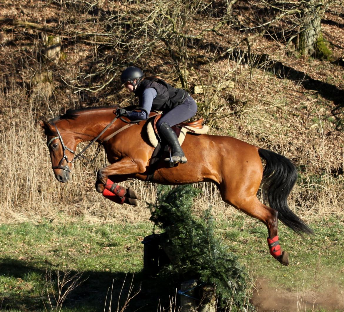Hollandsk Varmblod Uriel G aka Rasle billede 3