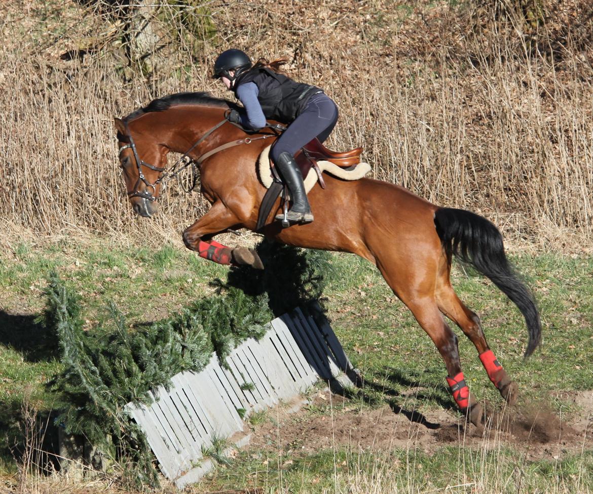 Hollandsk Varmblod Uriel G aka Rasle billede 4