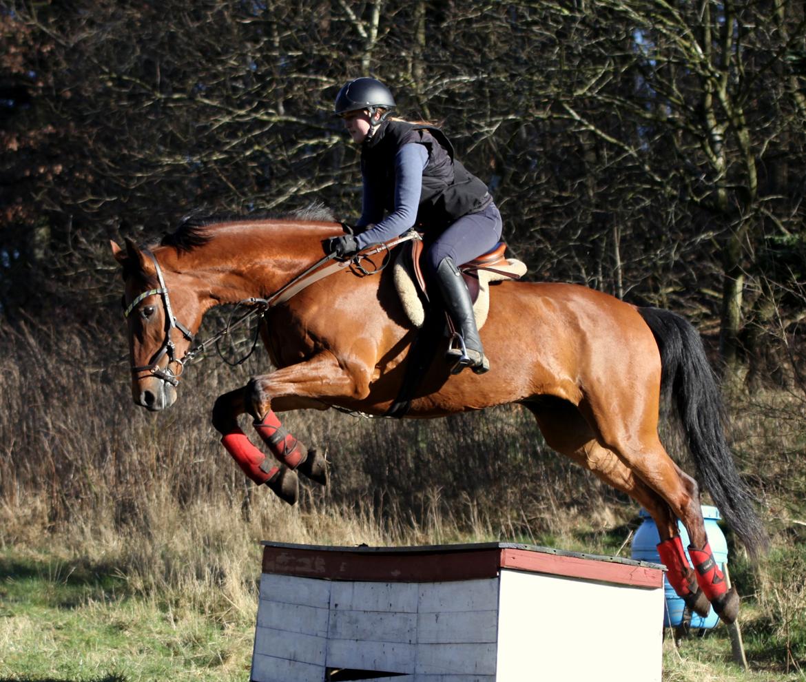 Hollandsk Varmblod Uriel G aka Rasle billede 5