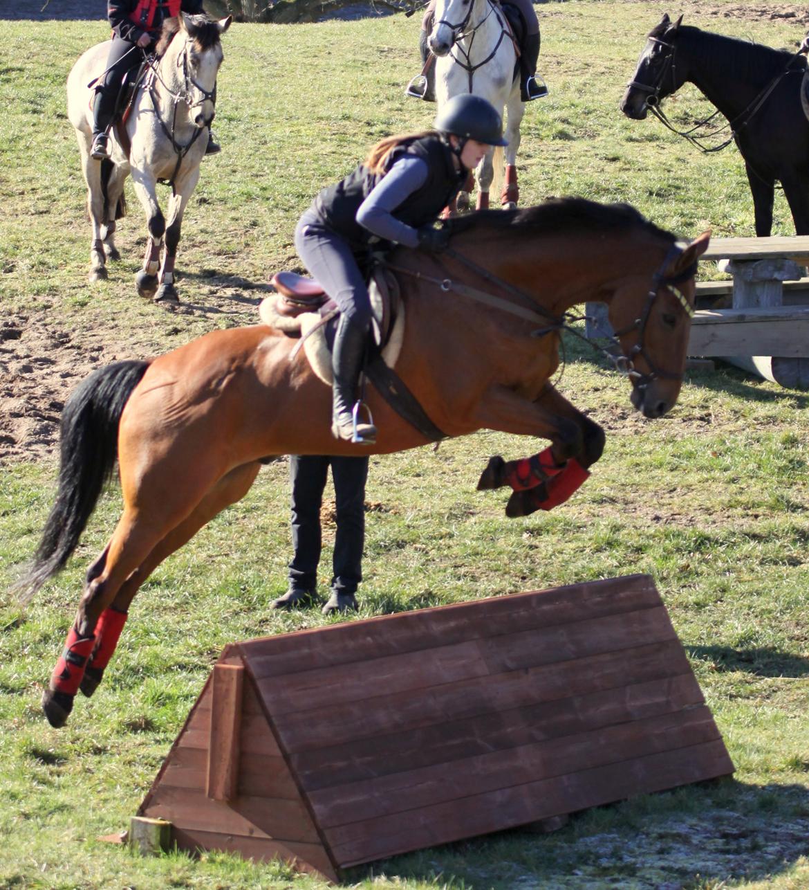 Hollandsk Varmblod Uriel G aka Rasle billede 6