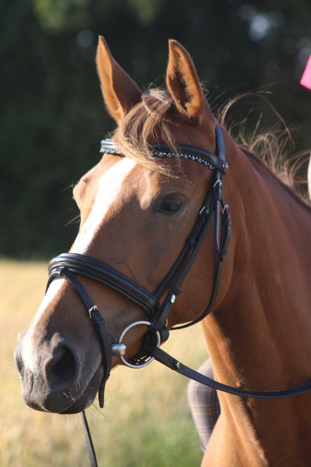 Palomino Aastrupgaards Gry billede 14