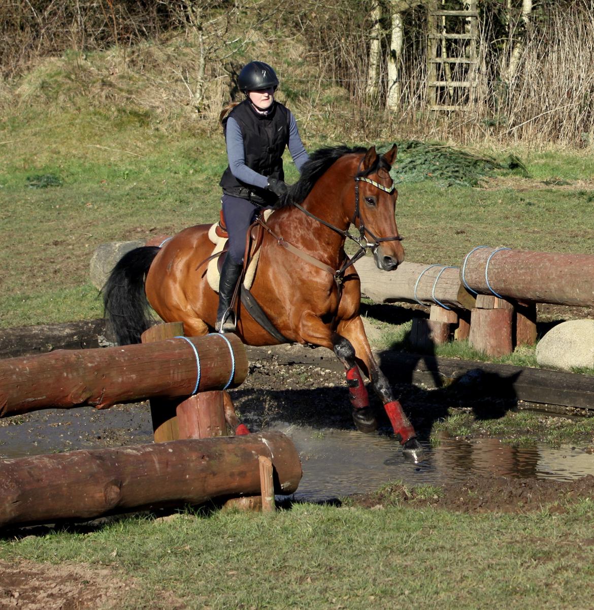 Hollandsk Varmblod Uriel G aka Rasle billede 8