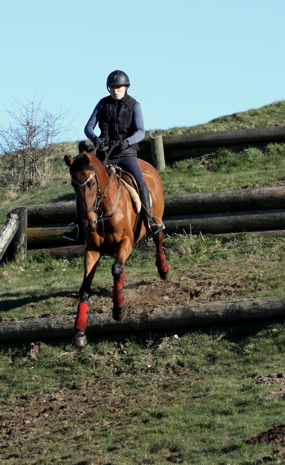 Hollandsk Varmblod Uriel G aka Rasle billede 9
