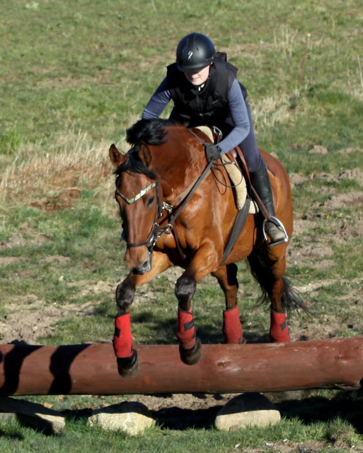 Hollandsk Varmblod Uriel G aka Rasle billede 10