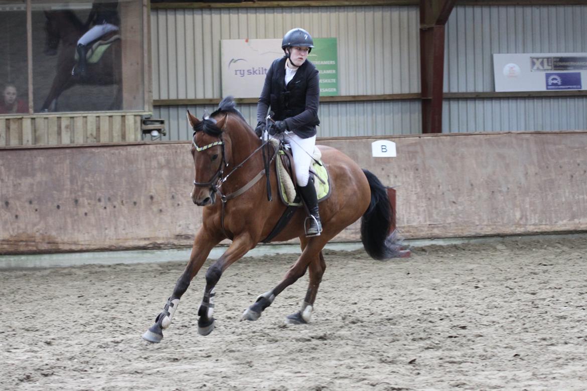 Hollandsk Varmblod Uriel G aka Rasle billede 11