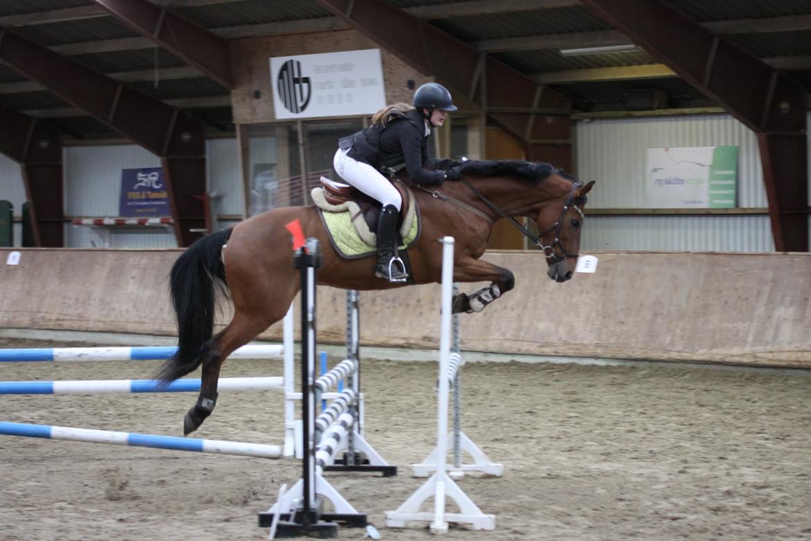 Hollandsk Varmblod Uriel G aka Rasle billede 12