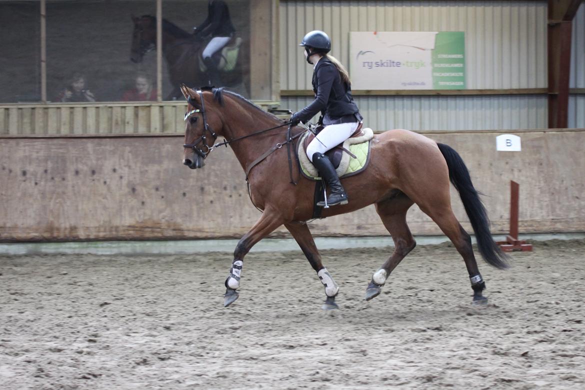 Hollandsk Varmblod Uriel G aka Rasle billede 13