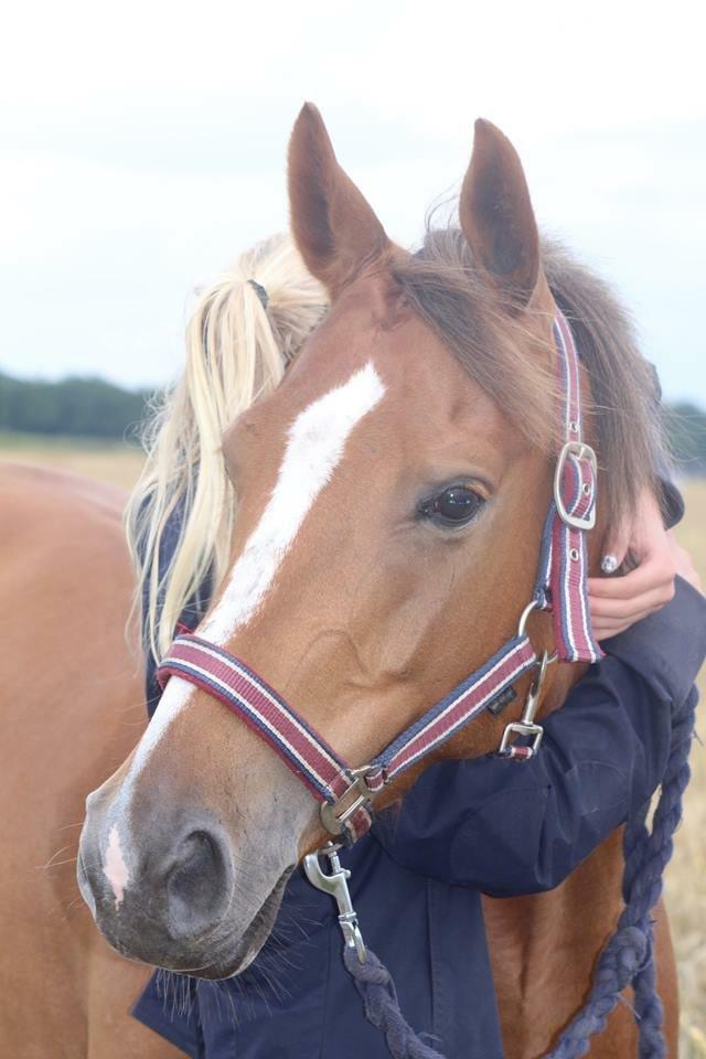 Palomino Aastrupgaards Gry billede 20