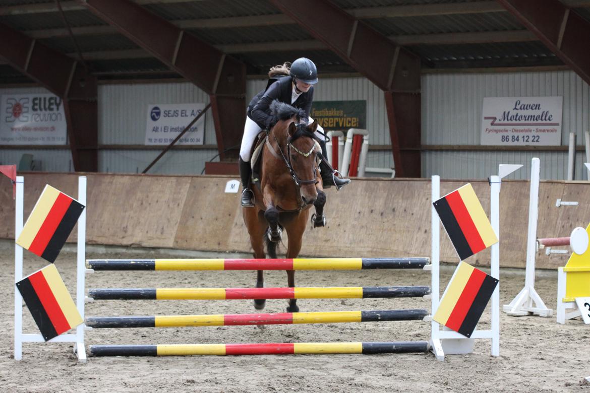 Hollandsk Varmblod Uriel G aka Rasle billede 14