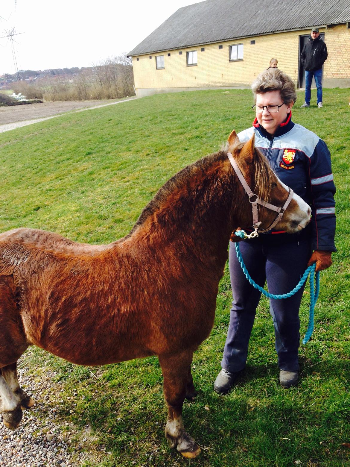 Welsh Mountain (sec A) R. I . P. Solbakkens Eddie *Solgt* billede 13