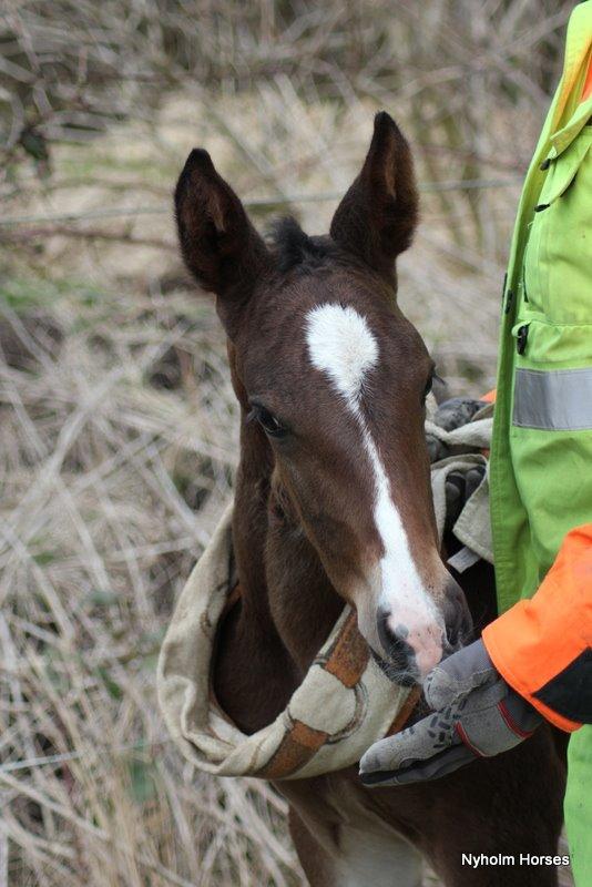 Oldenborg Sjasmina Nyholm billede 4