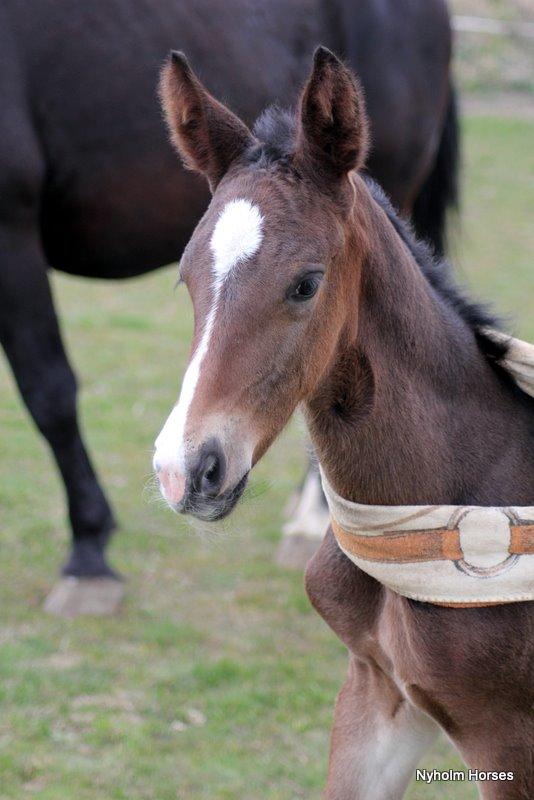Oldenborg Sjasmina Nyholm billede 6