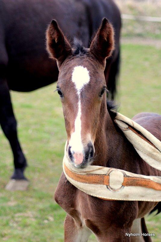 Oldenborg Sjasmina Nyholm billede 7