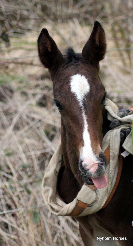 Oldenborg Sjasmina Nyholm billede 3