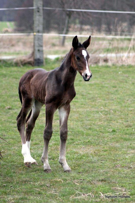 Oldenborg Sjasmina Nyholm billede 9