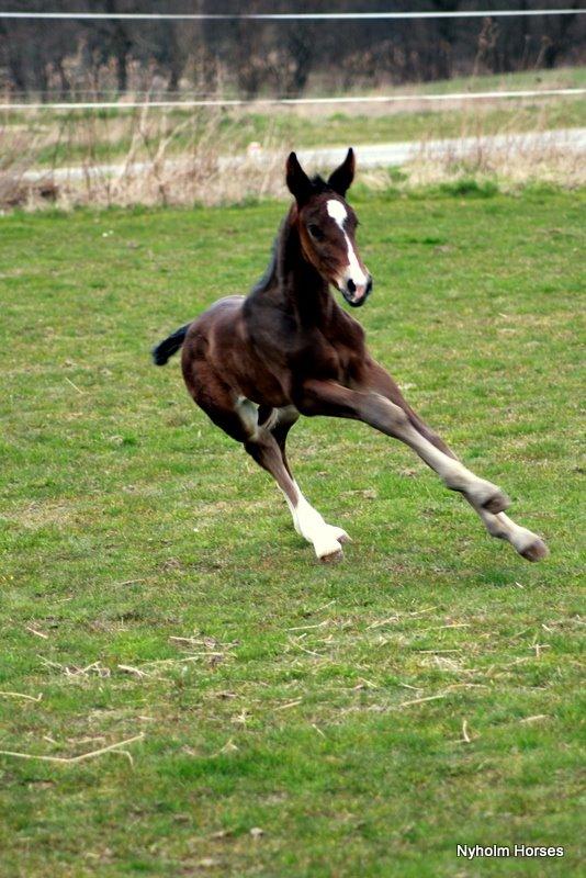 Oldenborg Sjasmina Nyholm billede 10