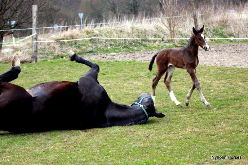 Oldenborg Sjasmina Nyholm billede 11