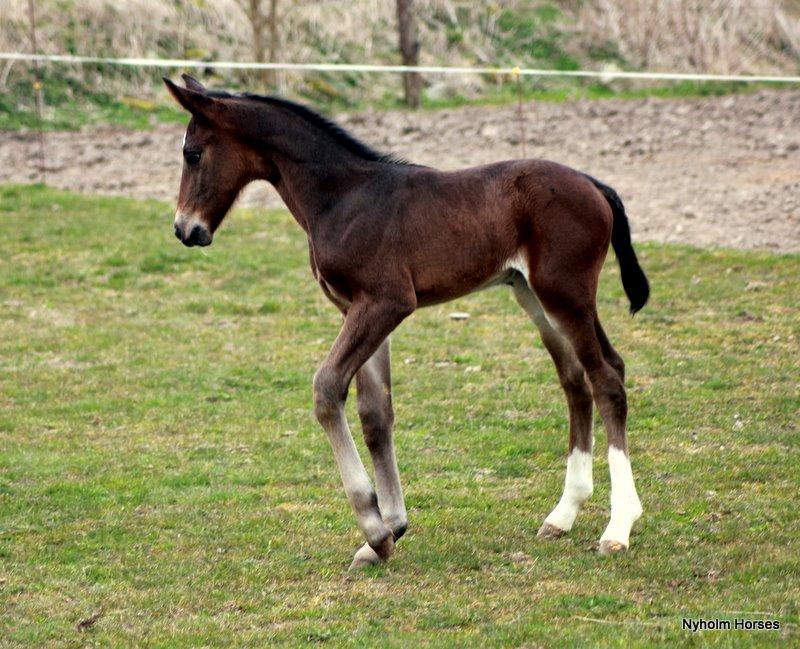 Oldenborg Sjasmina Nyholm billede 2