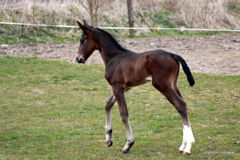 Oldenborg Sjasmina Nyholm billede 12