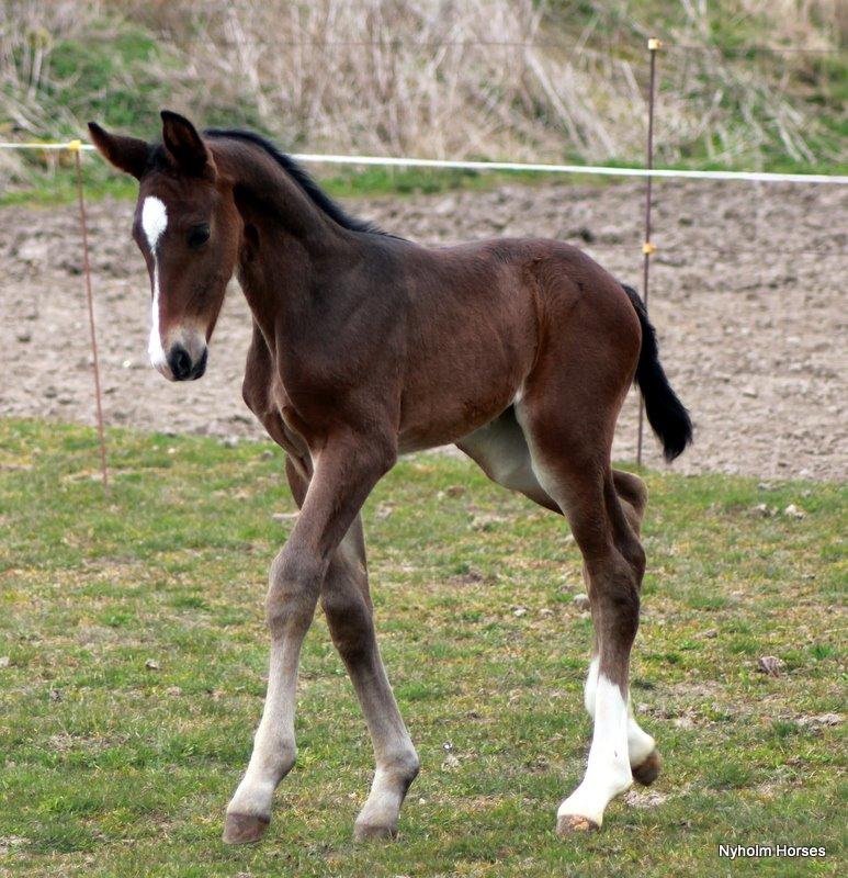 Oldenborg Sjasmina Nyholm billede 1