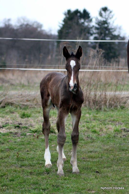Oldenborg Sjasmina Nyholm billede 13